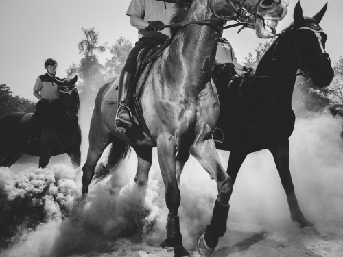 Police Horses